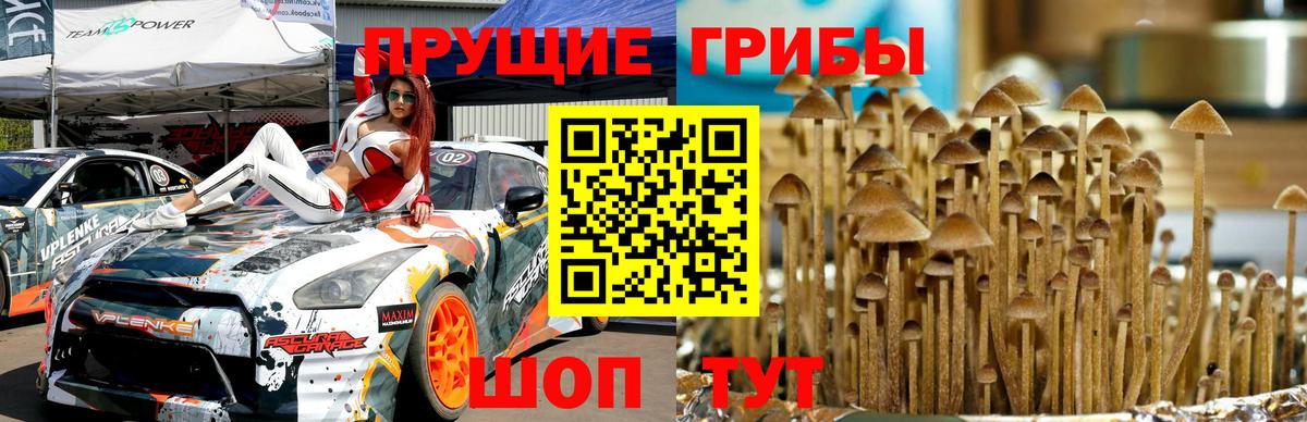 Холмск  Псилоцибиновые грибы Cubensis  Псилоцибиновые грибы Cubensis  Вход с VPN 